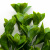 Трава искусственная -1, шт (эвкалипт лист 32 см/8 см)				 - купить в Волгограде. Цена: 169.93 руб.